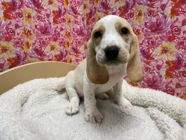 Beagle DOG Male lmn & wh 5066 Petland San Antonio, TX