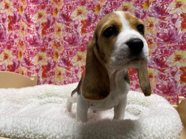 Beagle-DOG-Male-tri-5067-Petland San Antonio, TX