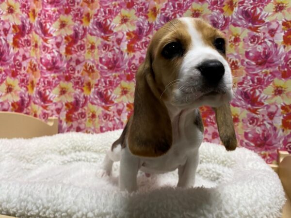 Beagle DOG Male tri 5067 Petland San Antonio, TX