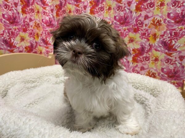 Shih Tzu DOG Male lvr & wh 5069 Petland San Antonio, TX