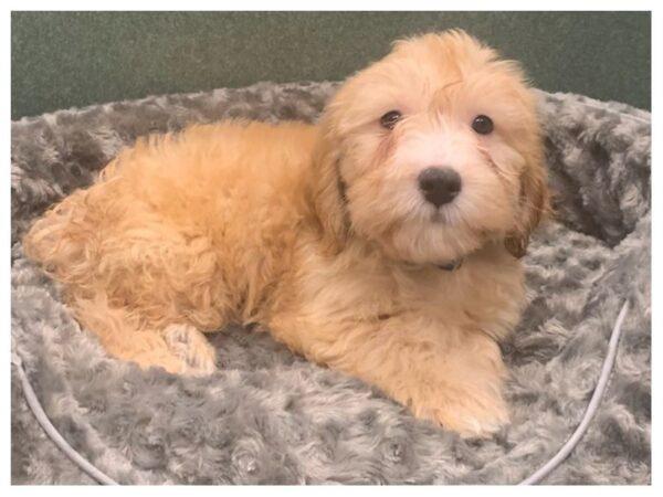 Miniature Goldendoodle DOG Male Golden 8169 Petland San Antonio, TX