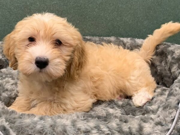 Miniature Goldendoodle-DOG-Male-Golden-8170-Petland San Antonio, TX
