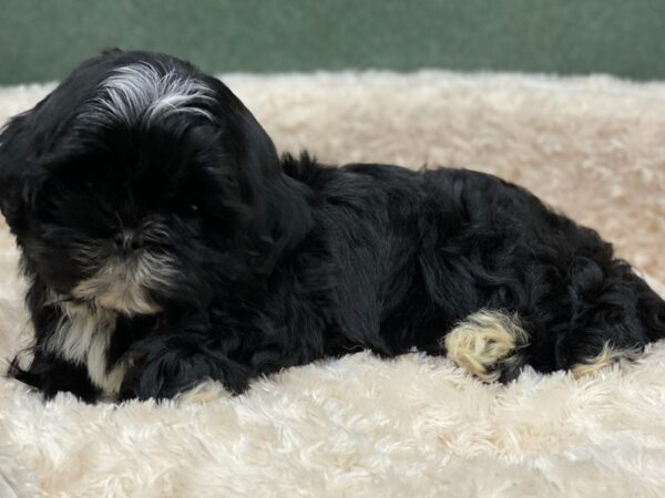 Shih Tzu DOG Male Black & White 8172 Petland San Antonio, TX