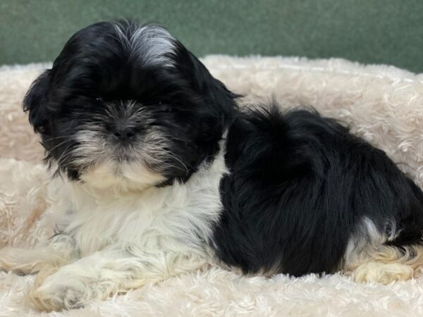 Shih Tzu DOG Male Black & White 8173 Petland San Antonio, TX