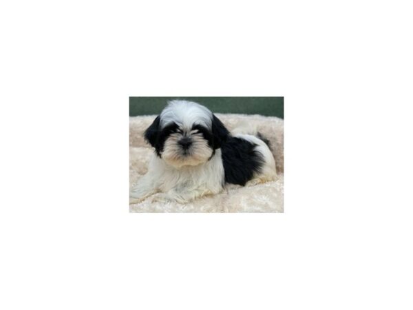 Shih Tzu DOG Male White & Black 8174 Petland San Antonio, TX