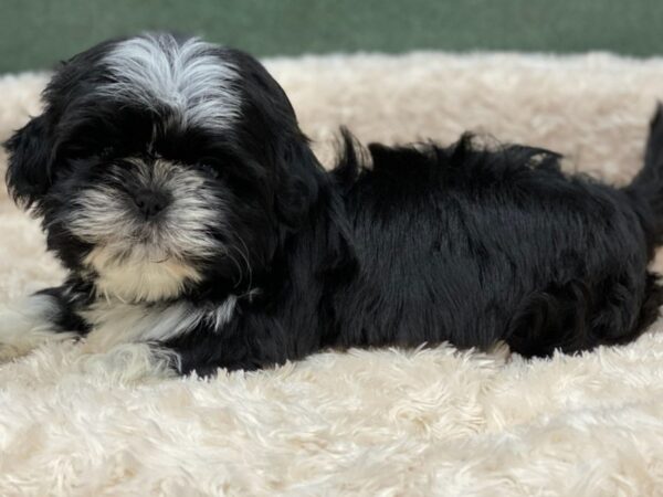 Shih Tzu-DOG-Female-Black & White-8175-Petland San Antonio, TX