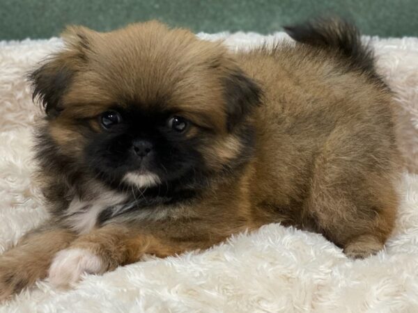 Pekingese DOG Female Sable & White 8176 Petland San Antonio, TX