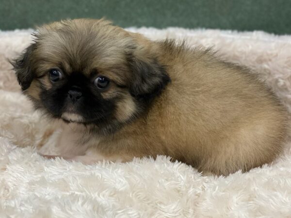 Pekingese DOG Female Sable & White 8177 Petland San Antonio, TX