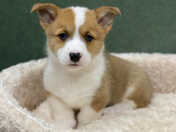 Pembroke Welsh Corgi DOG Male Red & White 8171 Petland San Antonio, TX