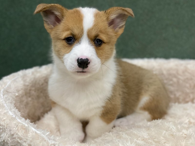 Pembroke Welsh Corgi Puppy Red White ID 8171 Located at Petland