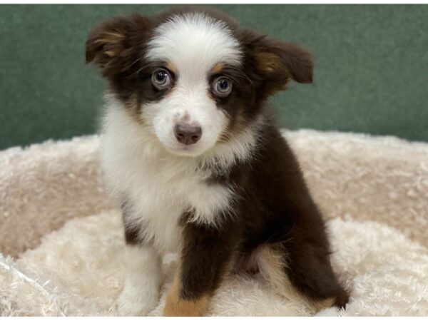 Miniature Australian Shepherd DOG Male Red Tri 8178 Petland San Antonio, TX