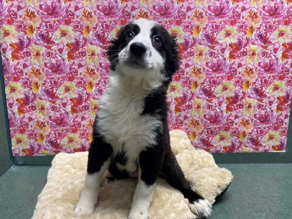 Miniature American Shepherd-DOG-Female-blk & wh-5039-Petland San Antonio, TX