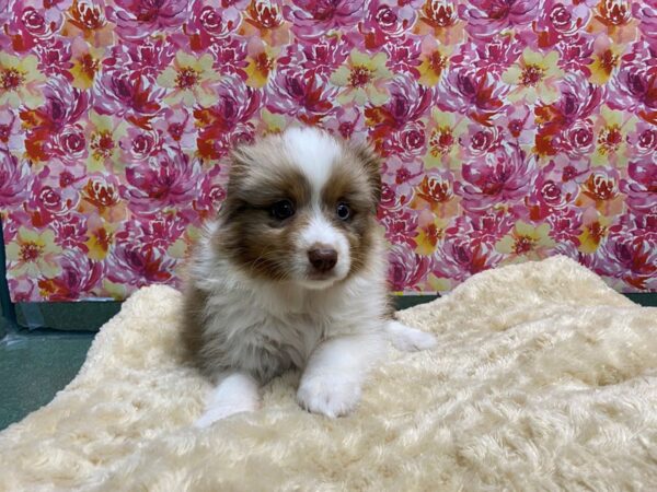 Miniature Australian Shepherd DOG Male rd mrl, wh mkgs tan pts 5050 Petland San Antonio, TX