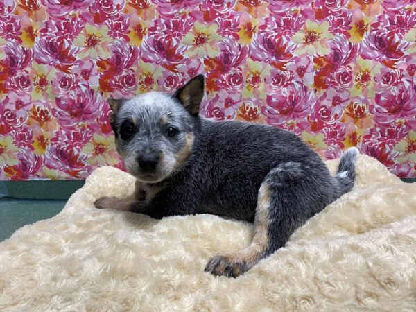 Blue Heeler DOG Male bl 5072 Petland San Antonio, TX