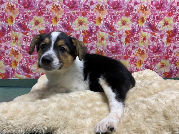 English Shepherd/Heeler DOG Male blk wh & tn 5071 Petland San Antonio, TX