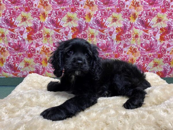 Cockalier DOG Male blk, wh mkgs 5073 Petland San Antonio, TX