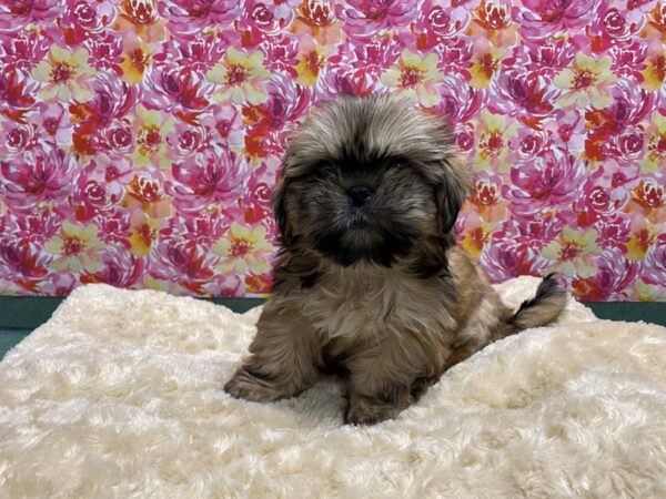 Shih Tzu DOG Male gld 5074 Petland San Antonio, TX