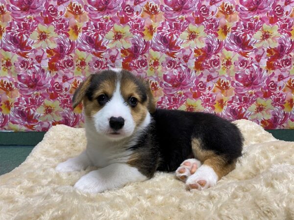 Pembroke Welsh Corgi-DOG-Male--5077-Petland San Antonio, TX