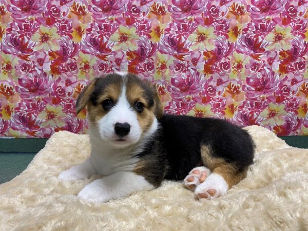 Pembroke Welsh Corgi DOG Male 5077 Petland San Antonio, TX