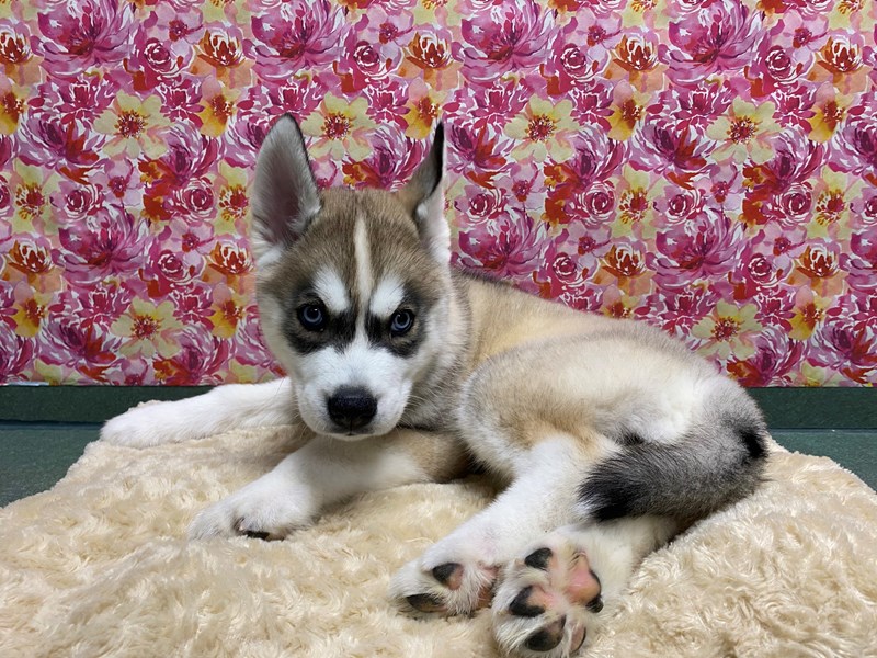Siberian Husky Puppy agt & wh ID:5075 Located at Petland San