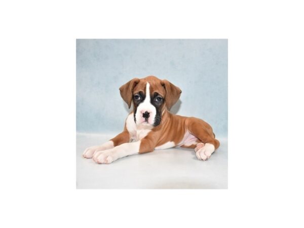 Boxer-DOG-Female-Fawn-5079-Petland San Antonio, TX