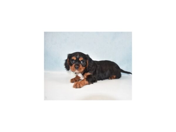 Cavalier King Charles Spaniel DOG Female Black and Tan 5080 Petland San Antonio, TX