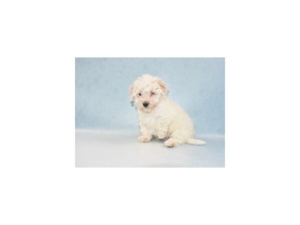 Coton De Tulear DOG Male White 5081 Petland San Antonio, TX