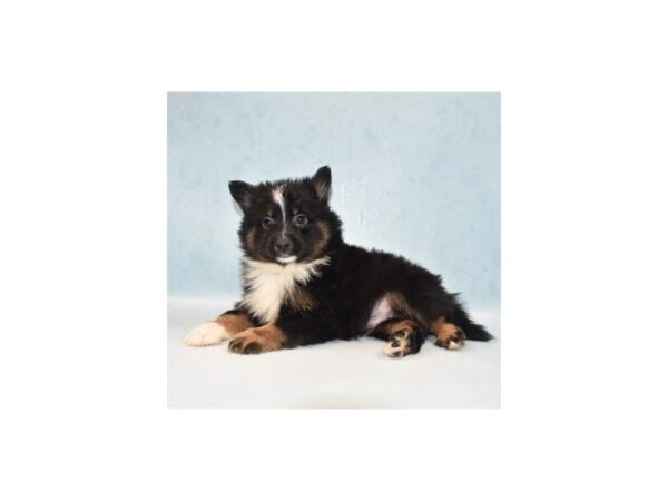 Pomeranian DOG Male Black and Tan 5082 Petland San Antonio, TX