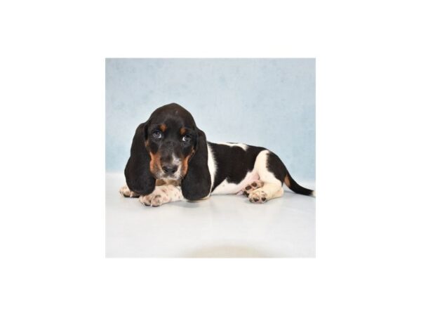 Basset Hound DOG Male Black White and Tan 5115 Petland San Antonio, TX