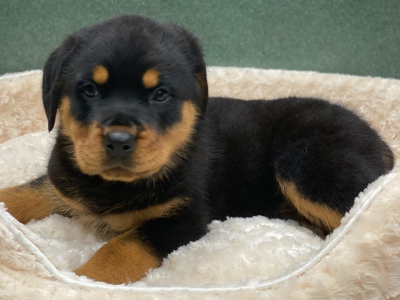 Rottweiler Puppy Black & Rust ID:8179 Located at Petland San