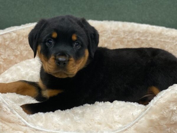 Rottweiler DOG Male Black & Rust 8180 Petland San Antonio, TX