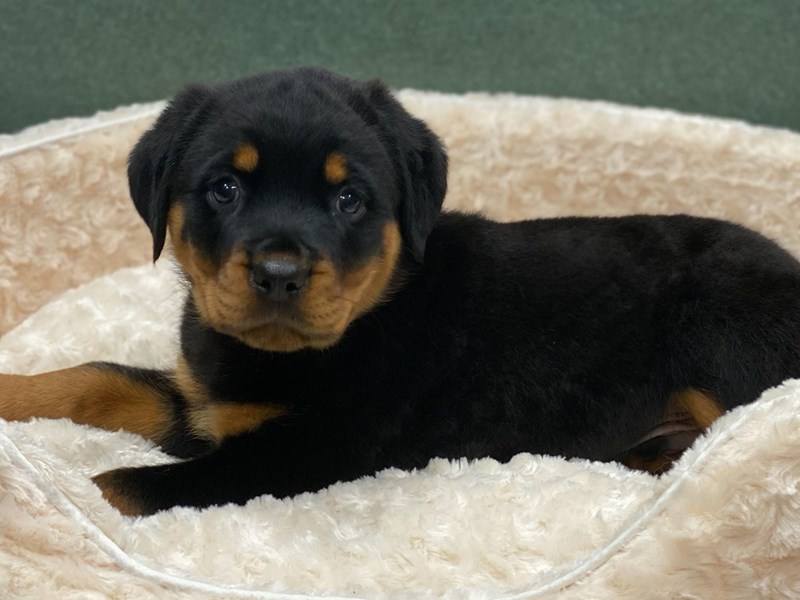 Rottweiler Puppy Black & Rust ID:8180 Located at Petland San