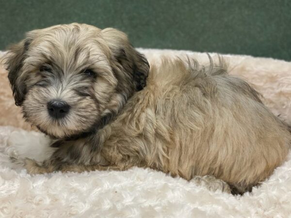 Havanese DOG Male Grizzled 8181 Petland San Antonio, TX