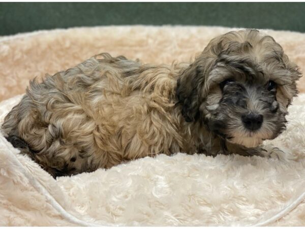 Havanese DOG Male Grizzled 8182 Petland San Antonio, TX