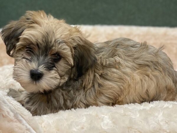 Havanese DOG Female Grizzled 8183 Petland San Antonio, TX