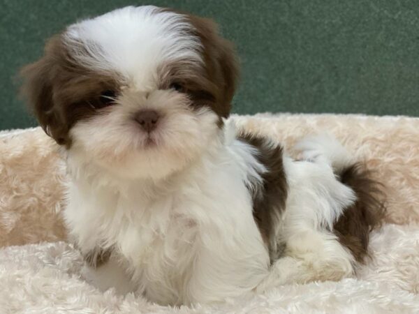 Shih Tzu DOG Male Brown & White 8184 Petland San Antonio, TX