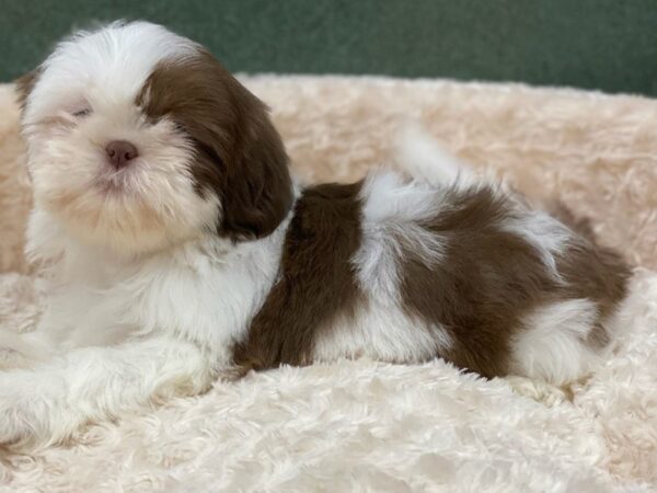 Shih Tzu DOG Female Brown & White 8185 Petland San Antonio, TX