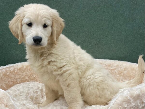 Golden Retriever-DOG-Male-Golden-8186-Petland San Antonio, TX