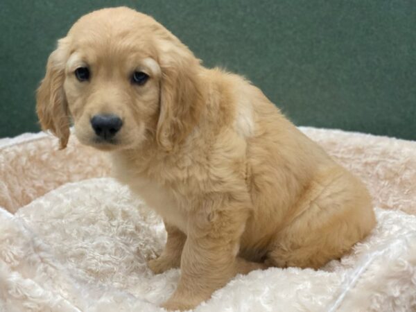 Golden Retriever DOG Female Golden 8187 Petland San Antonio, TX