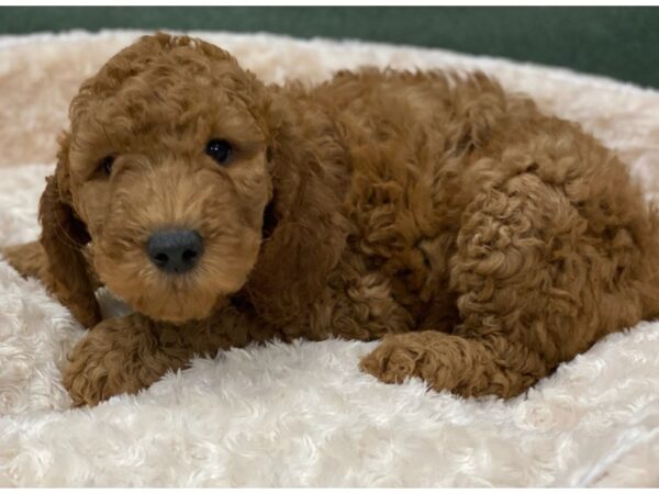 Goldendoodle-DOG-Male-Golden-8188-Petland San Antonio, TX