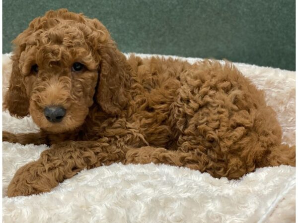 Goldendoodle-DOG-Male-Golden-8189-Petland San Antonio, TX