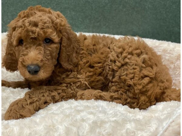 Goldendoodle DOG Male Golden 8189 Petland San Antonio, TX