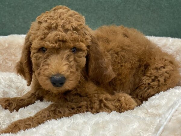 Goldendoodle DOG Female Golden 8190 Petland San Antonio, TX