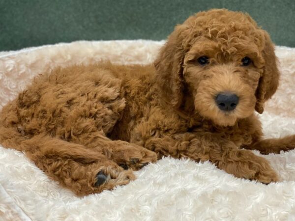 Goldendoodle DOG Female Golden 8191 Petland San Antonio, TX