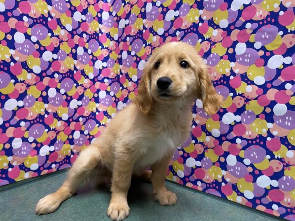 Golden Retriever-DOG-Male-gldn-5084-Petland San Antonio, TX