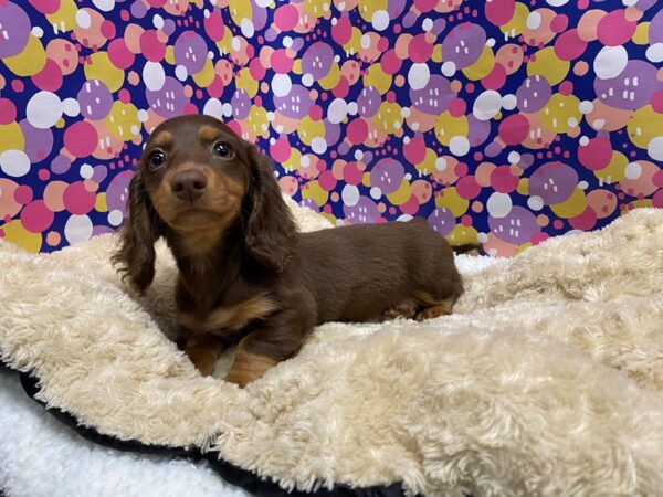 Dachshund DOG Female chlt & tn 5085 Petland San Antonio, TX