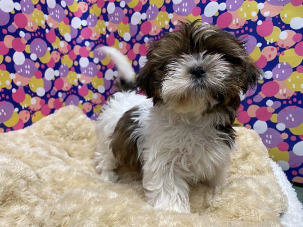 Shih Tzu DOG Female gld & wh 5086 Petland San Antonio, TX