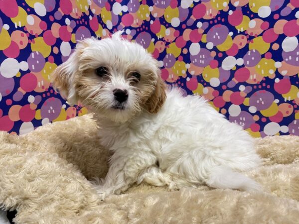 Shipoo DOG Female wh & rd parti 5089 Petland San Antonio, TX