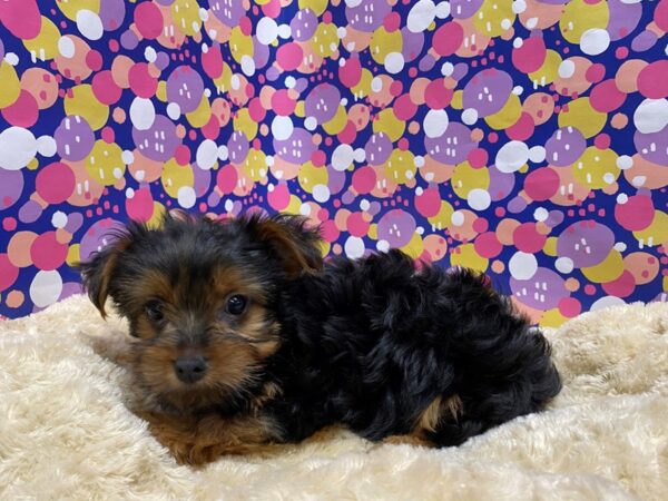 Yorkshire Terrier DOG Male blk & tn 5090 Petland San Antonio, TX