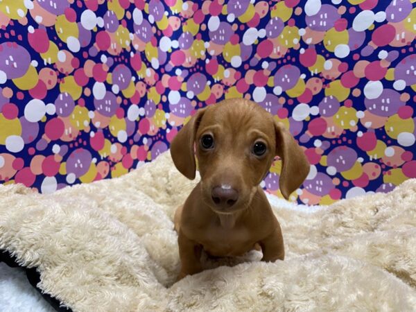 Dachshund DOG Male rd 5091 Petland San Antonio, TX